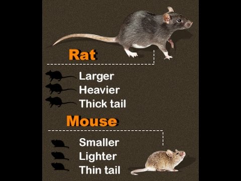 Mice long tails перевод. Крыса на английском. Mouse vs rat. A Mouse and a rat it или they. Rat vs Burmese boa ! - Pest Wikies.