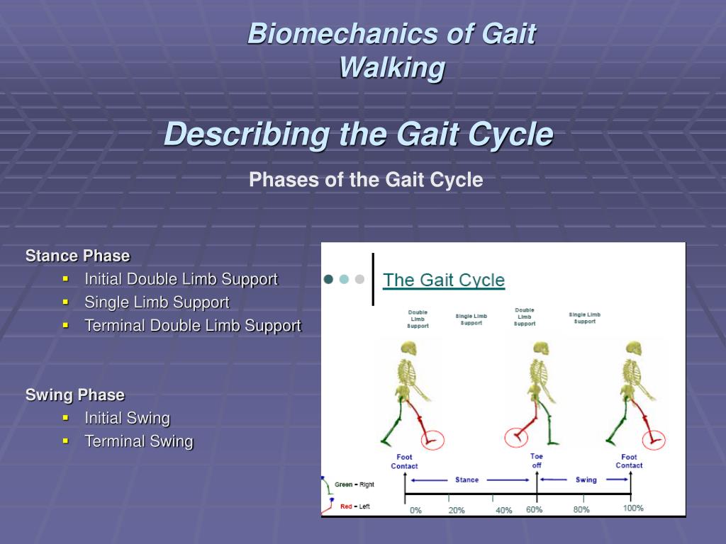 Support terms. Gait Cycle. Gait Cycle Swing phase. Walking gait Cycle. MSW gait Cycle.