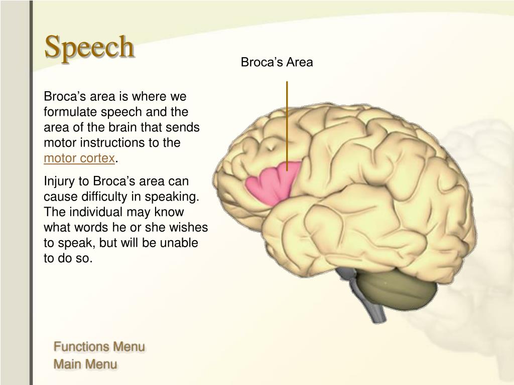 Speech brain. Brain Broca area. Broca напал 50. System of Speech Cortex.