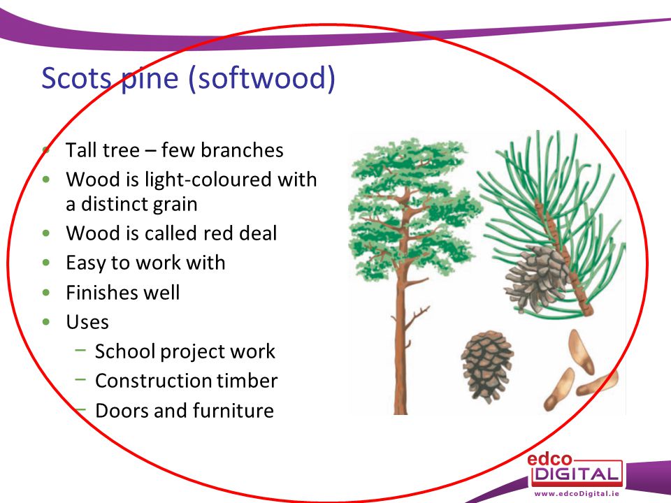 Pine slang: pine – Dictionary Definition : Vocabulary.com