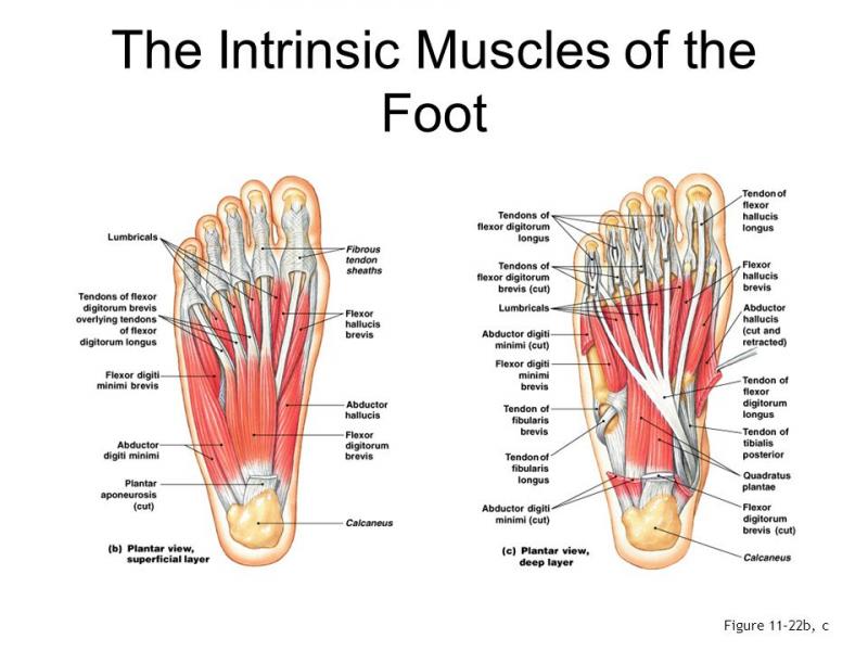 Are Body Glide Foot and Anti Blister Balms Effective for Runners This Year