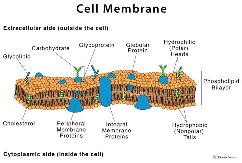 Are Cell Shoulder Pads Better Than Removable Ones. The Truth Uncovered