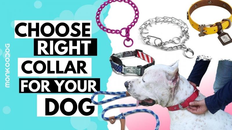 Are Lockjaw Collars the Best Weight Collars for You. The Pros and Cons