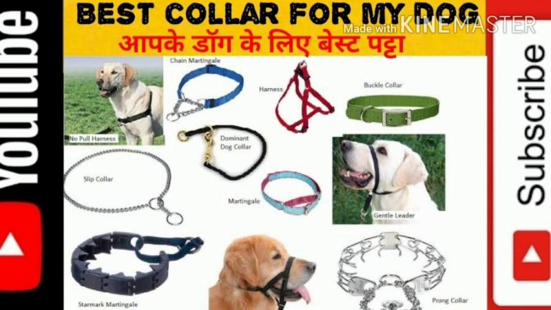 Are Lockjaw Collars the Best Weight Collars for You. The Pros and Cons