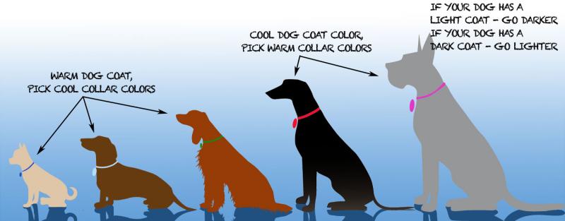 Are Lockjaw Collars the Best Weight Collars for You. The Pros and Cons
