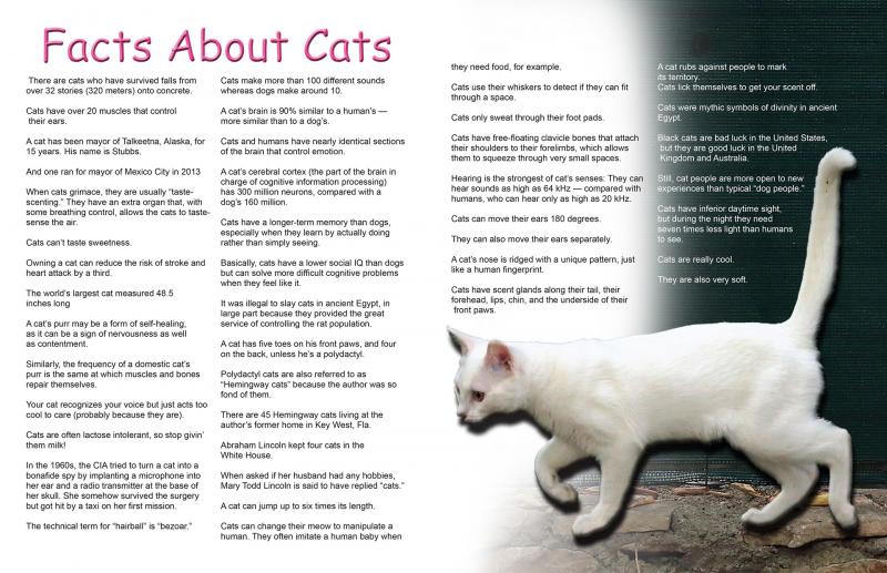 Are Marucci CAT Composites Worth It: What Parents And Coaches Need To Know