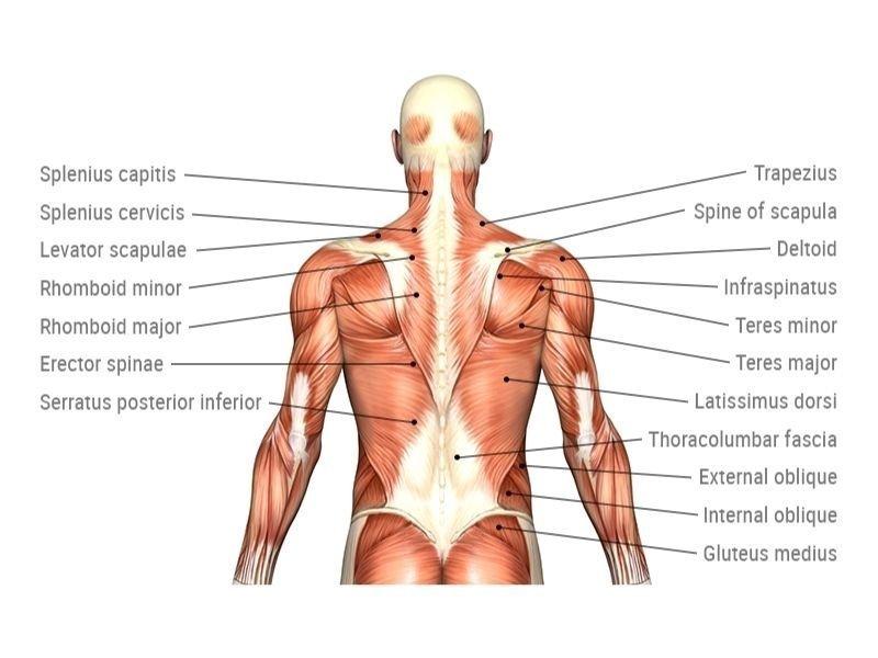 Are Muscle Stimulation Pads Right For You. : Discover If This Muscle-Shocking Secret Can Transform Your Physique
