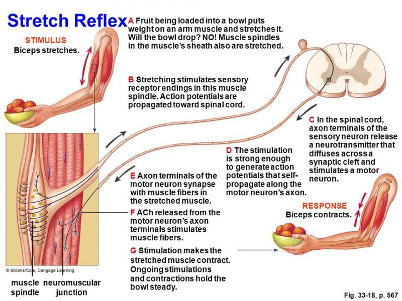 Are Muscle Stimulation Pads Right For You. : Discover If This Muscle-Shocking Secret Can Transform Your Physique