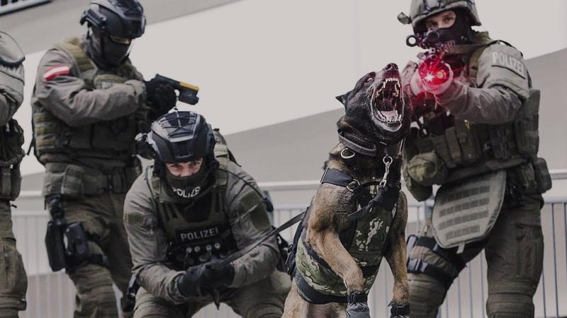 Are Police K9 Units Still Effective Today: The 15 Surprising Ways K9s Help Officers and Communities Thrive