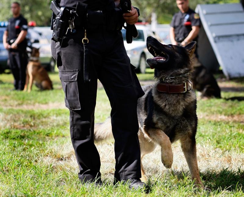 Are Police K9 Units Still Effective Today: The 15 Surprising Ways K9s Help Officers and Communities Thrive
