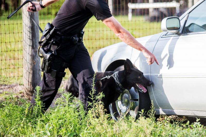Are Police K9 Units Still Effective Today: The 15 Surprising Ways K9s Help Officers and Communities Thrive