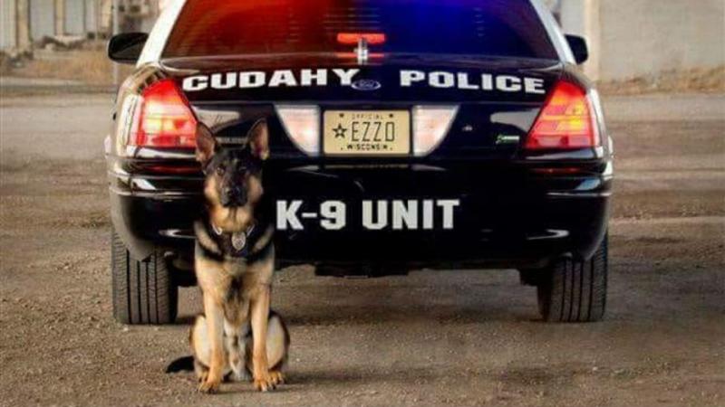 Are Police K9 Units Still Effective Today: The 15 Surprising Ways K9s Help Officers and Communities Thrive