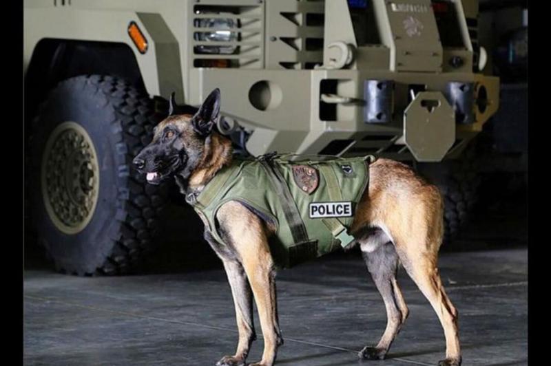 Are Police K9 Units Still Effective Today: The 15 Surprising Ways K9s Help Officers and Communities Thrive