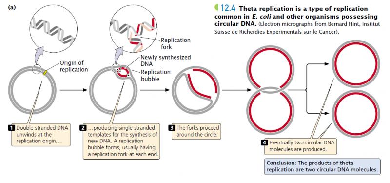 Best Clear Lacrosse Heads in 2023: Uncover the Top DNA and ECD Models for Winning Performance