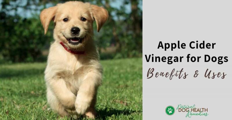Best Mace Spray for Dogs: 15 Must-Know Facts About Repelling Aggressive Canines