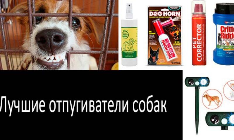Best Mace Spray for Dogs: 15 Must-Know Facts About Repelling Aggressive Canines