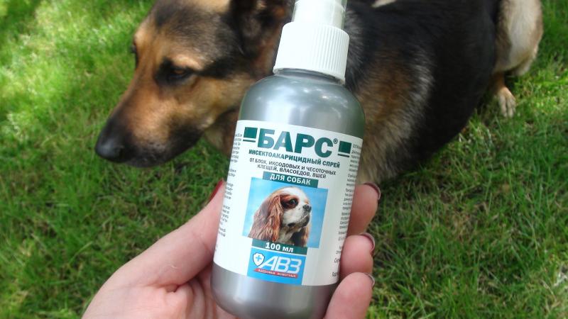 Best Mace Spray for Dogs: 15 Must-Know Facts About Repelling Aggressive Canines