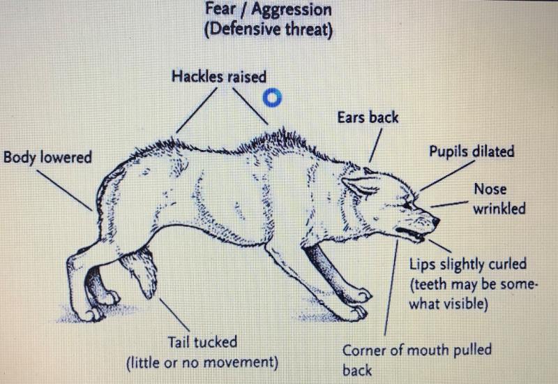 Best Mace Spray for Dogs: 15 Must-Know Facts About Repelling Aggressive Canines