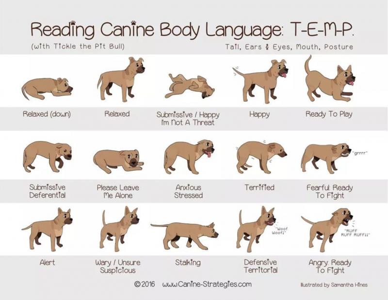 Best Mace Spray for Dogs: 15 Must-Know Facts About Repelling Aggressive Canines
