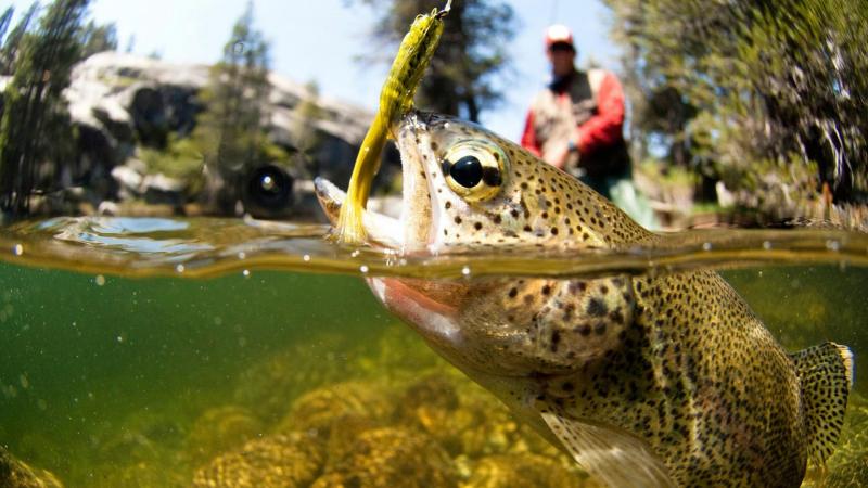 Best River Trout Lures This Year: Captivate Your Senses With These Top Catches
