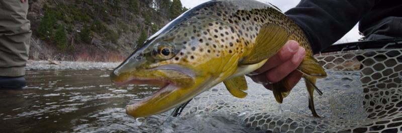 Best River Trout Lures This Year: Captivate Your Senses With These Top Catches