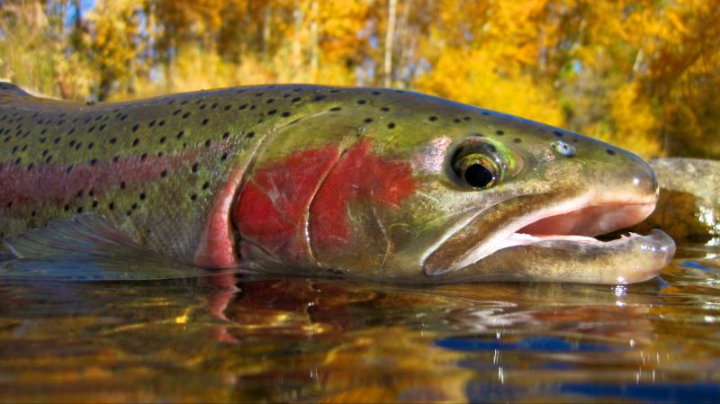 Best River Trout Lures This Year: Captivate Your Senses With These Top Catches