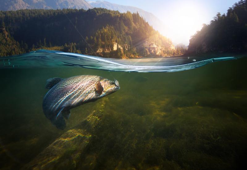 Best River Trout Lures This Year: Captivate Your Senses With These Top Catches