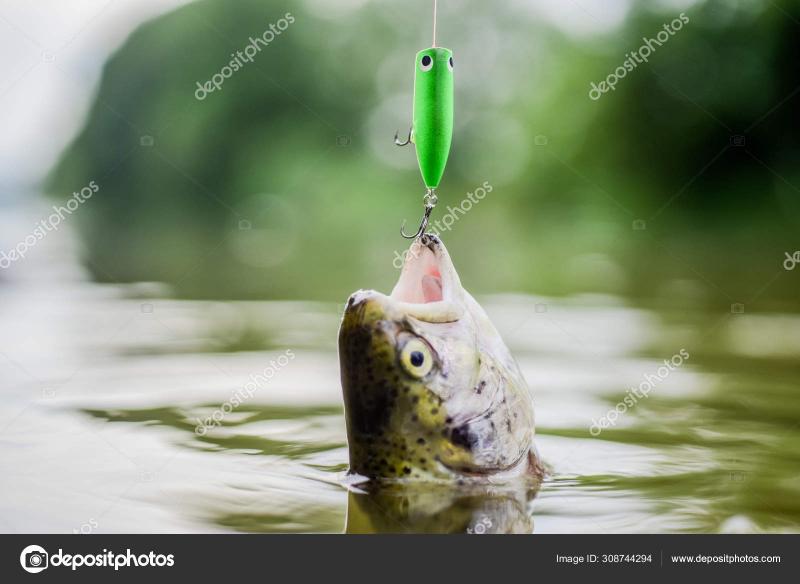 Best River Trout Lures This Year: Captivate Your Senses With These Top Catches