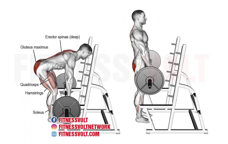 Biceps Bulging After Using The Best Home Gym Strength Rack. Proform Power Rack Types Compared