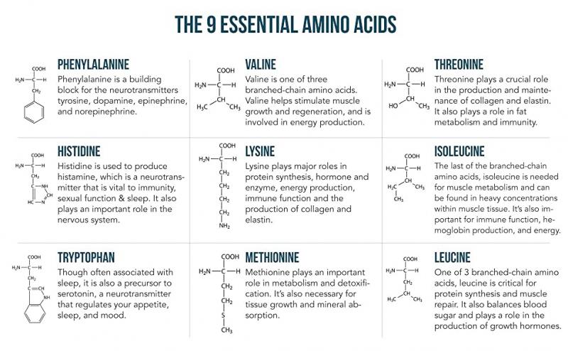 Boost Your Workouts with Amino Acids: Discover the Benefits of Branched Chain Amino Acids