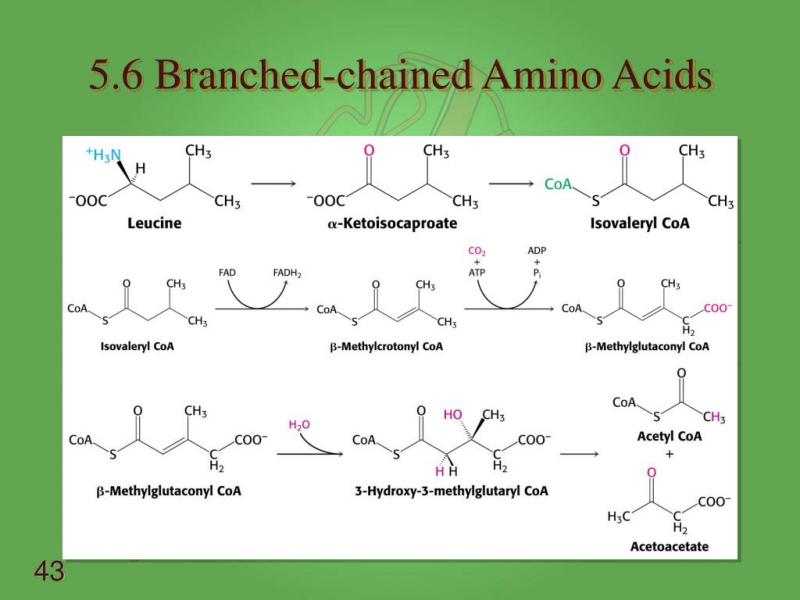 Boost Your Workouts with Amino Acids: Discover the Benefits of Branched Chain Amino Acids