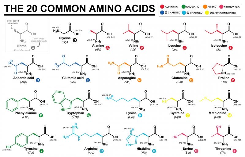 Boost Your Workouts with Amino Acids: Discover the Benefits of Branched Chain Amino Acids