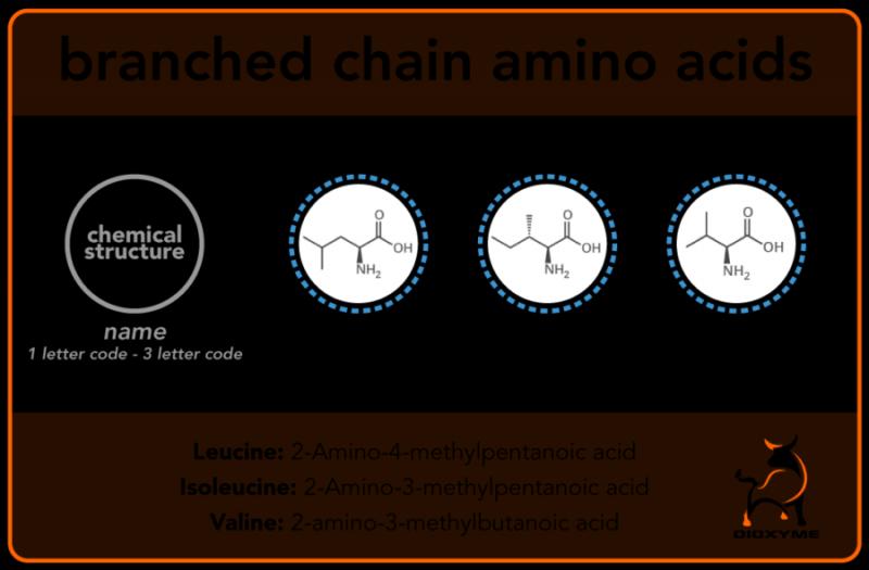 Boost Your Workouts with Amino Acids: Discover the Benefits of Branched Chain Amino Acids