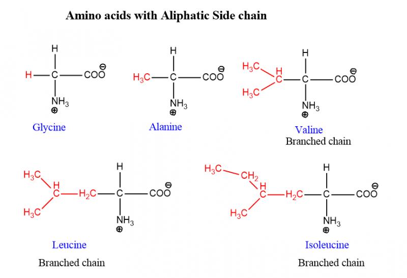 Boost Your Workouts with Amino Acids: Discover the Benefits of Branched Chain Amino Acids