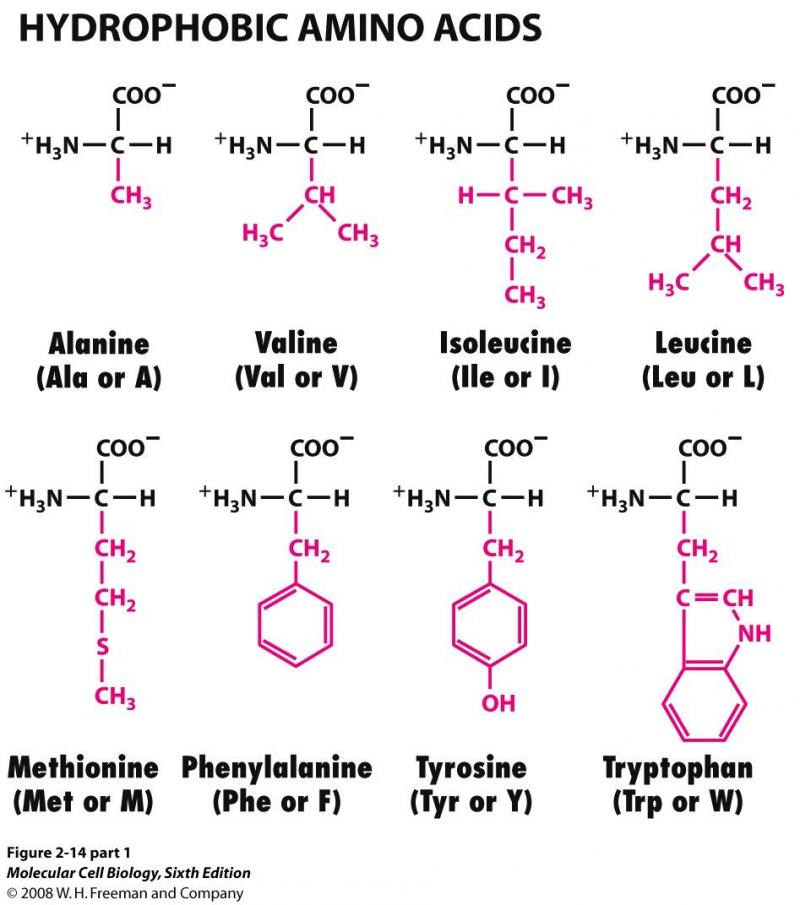 Boost Your Workouts with Amino Acids: Discover the Benefits of Branched Chain Amino Acids