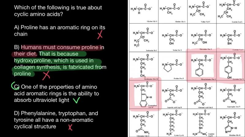 Boost Your Workouts with Amino Acids: Discover the Benefits of Branched Chain Amino Acids