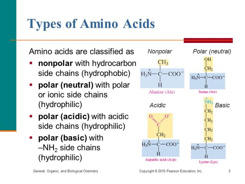 Boost Your Workouts with Amino Acids: Discover the Benefits of Branched Chain Amino Acids