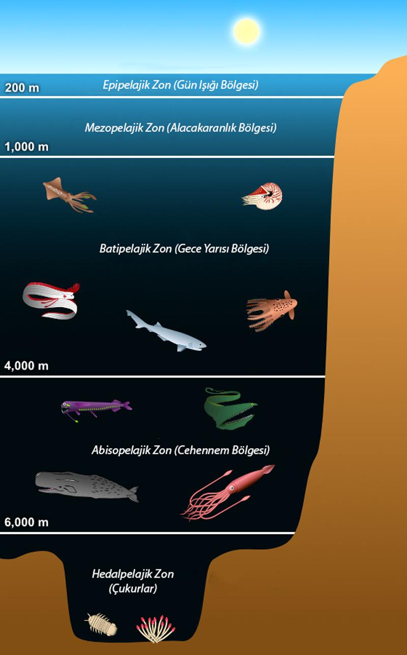 Bring The Ocean To Life: How Holographic Swim Baits Dominate Any Pond