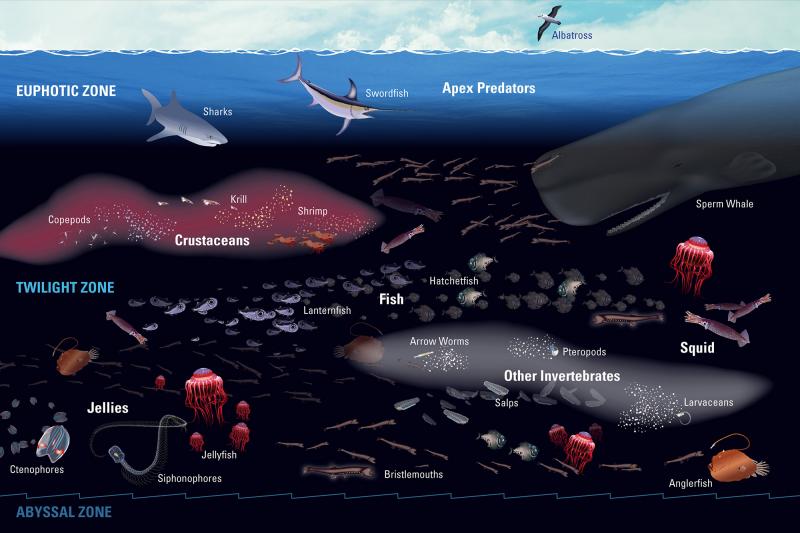 Bring The Ocean To Life: How Holographic Swim Baits Dominate Any Pond