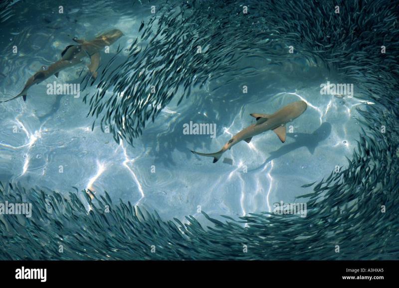 Bring The Ocean To Life: How Holographic Swim Baits Dominate Any Pond
