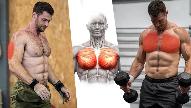 Build an Incredible Chest at Home: Is the Powertec Pec Fly the Secret