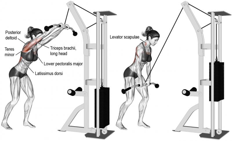 Build Epic Triceps With This Simple Gym Gear - Discover The 15 Must-Try Moves For Tricep Rope Training