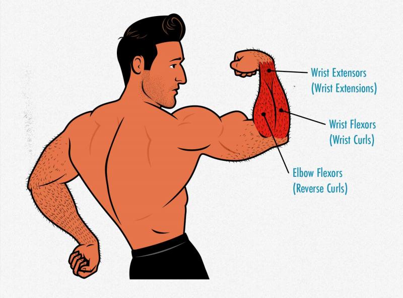 Bulk Up Your Forearms Fast With These 15 Wrist Weights