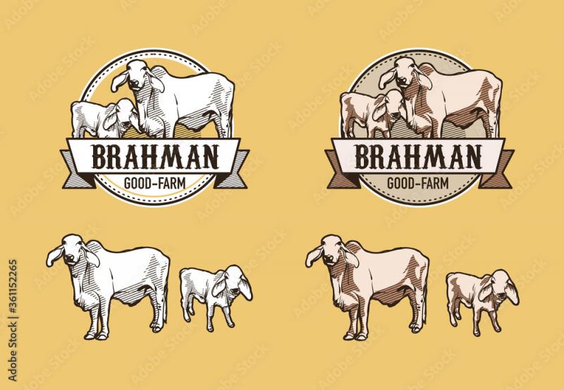 Bullish On Brahma. 15 Must-Have Brahma Bull Clothing Items For Real Fans