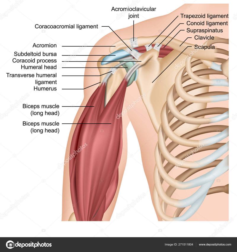 Can a Copper Shoulder Compression Sleeve Relieve Your Shoulder Pain: An Expert Guide on the Benefits of Using a Copper Shoulder Sleeve