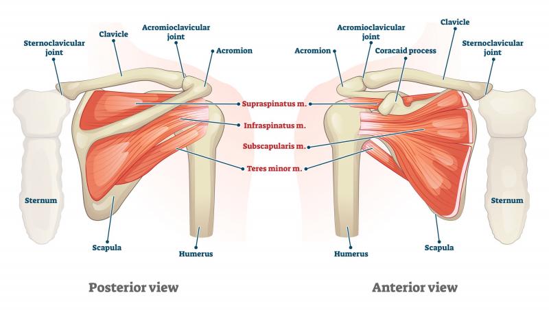 Can a Copper Shoulder Compression Sleeve Relieve Your Shoulder Pain: An Expert Guide on the Benefits of Using a Copper Shoulder Sleeve