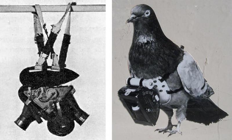 Can a Pigeon Build a Streetwear Empire: The Fascinating Story of Staple Pigeon