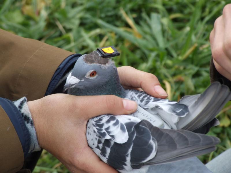 Can a Pigeon Build a Streetwear Empire: The Fascinating Story of Staple Pigeon
