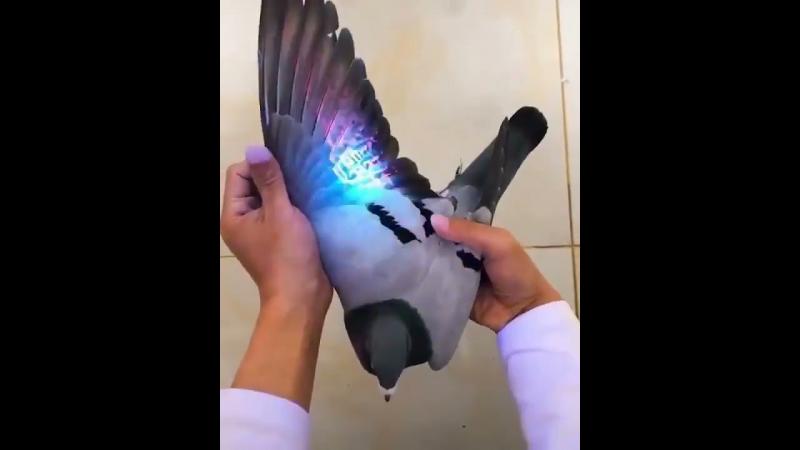 Can a Pigeon Build a Streetwear Empire: The Fascinating Story of Staple Pigeon