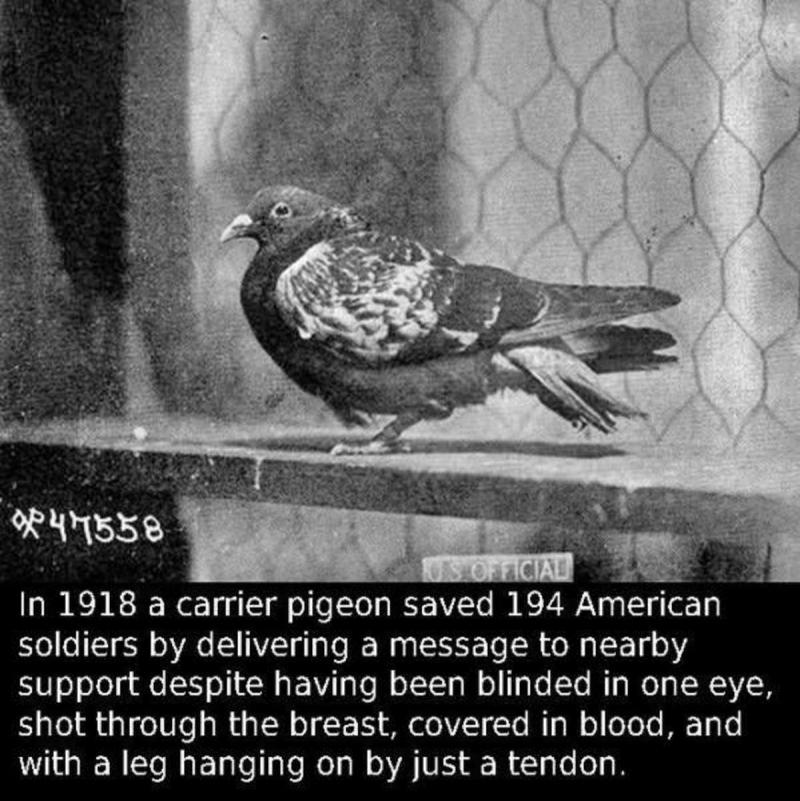 Can a Pigeon Build a Streetwear Empire: The Fascinating Story of Staple Pigeon